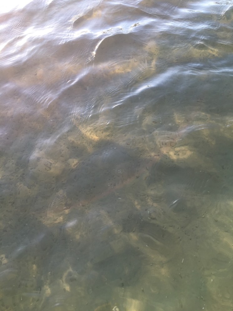 UNADJUSTEDNONRAW_thumb_69d2